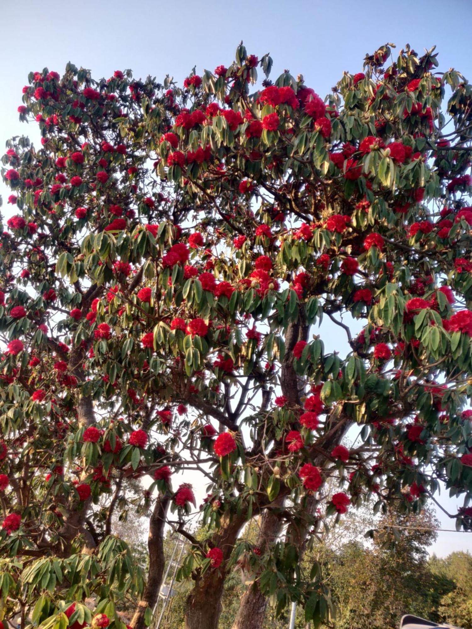 Chareli Resort Nagarkot Eksteriør billede